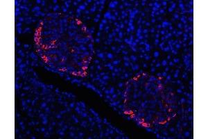 IF analysis of Prealbumin using anti-Prealbumin antibody (ABIN3042346). (TTR antibody  (AA 21-147))