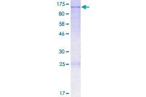 OPA1 Protein (AA 1-960) (GST tag)