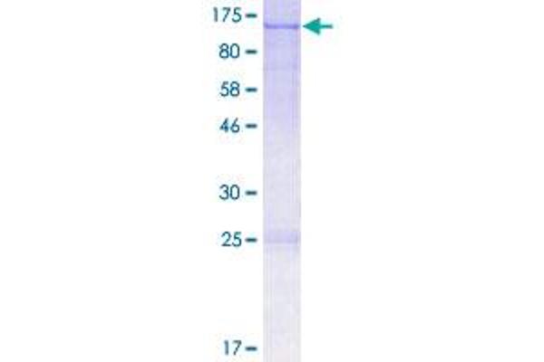 OPA1 Protein (AA 1-960) (GST tag)