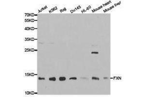 Western Blotting (WB) image for anti-Frataxin (FXN) antibody (ABIN1872751) (Frataxin antibody)