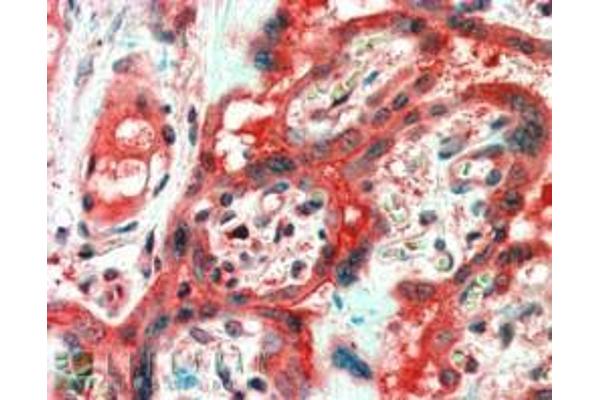 FAIM antibody  (Internal Region)
