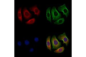 ABIN6263948 and ABIN6272736 staining Hela cells by IF/ICC.