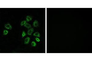 Peptide - +Western blot analysis of extracts from HUVEC cells, 293cells and Jurkat cells, using GPRC5B antibody. (GPRC5B antibody  (Internal Region))