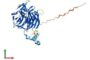 AlphaFold protein structure predicition of Mouse Recombinant Klhdc2 Protein, UniprotID Q4G5Y1