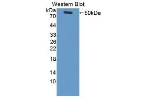 Western Blotting (WB) image for anti-Colony Stimulating Factor 1 (Macrophage) (CSF1) (AA 33-496) antibody (ABIN3209376) (M-CSF/CSF1 antibody  (AA 33-496))