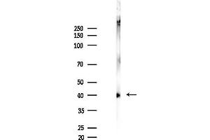 Western blot analysis of lysates from Rat brain, using Phospho-Casein Kinase 1 alpha (Tyr294) Antibody at 1/1000 dilution.