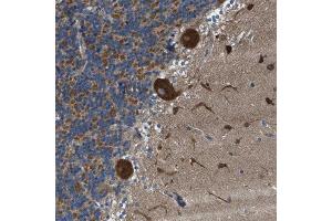 Immunohistochemical staining (Formalin-fixed paraffin-embedded sections) of human celebellum with TOMM70A polyclonal antibody  shows strong cytoplasmic positivity in Purkinje cells, cells in the granular and molecular layer. (TOM70 antibody  (AA 383-512))