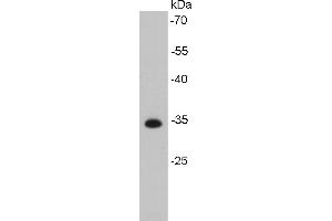 HeLa cell lysate probed with Cdk4 (2F6) Monoclonal Antibody, Unconjugated  at 1:1000 overnight at 4˚C. (CDK4 antibody)