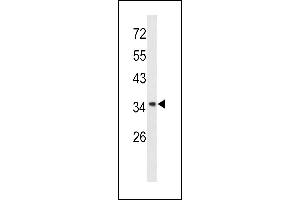 Western blot analysis of Annexin A1 antibody (Center) (ABIN390509 and ABIN2840863) in  cell line lysates (35 μg/lane). (Annexin a1 antibody  (AA 129-158))