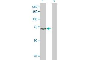 Western Blot analysis of CLPB expression in transfected 293T cell line by CLPB MaxPab polyclonal antibody. (CLPB antibody  (AA 1-707))