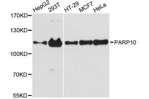 Western blot analysis of extracts of various cell lines, using PARP10 antibody. (PARP10 antibody  (AA 1-300))
