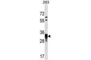 CCNO Antibody (N-term) western blot analysis in 293 cell line lysates (35µg/lane). (Cyclin O antibody  (N-Term))