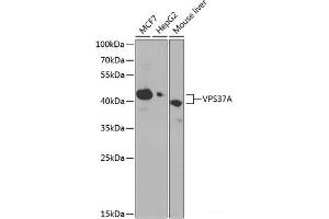 Western blot analysis of extracts of various cell lines using VPS37A Polyclonal Antibody at dilution of 1:1000. (VPS37A antibody)