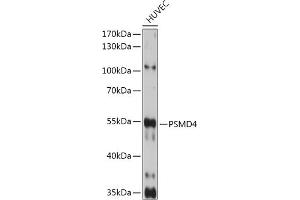 Western blot analysis of extracts of HUVEC cells, using PSMD4 antibody (ABIN3021329, ABIN3021330, ABIN3021331 and ABIN6214913) at 1:1000 dilution. (PSMD4/ASF antibody  (AA 1-377))