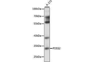 Western blot analysis of extracts of A-375 cells, using PDSS2 antibody (ABIN7269511) at 1:1000 dilution. (PDSS2 antibody  (AA 220-399))