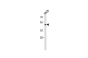 TFDP3 Antibody (N-term) (ABIN1539618 and ABIN2850165) western blot analysis in WiDr cell line lysates (35 μg/lane). (TFDP3 antibody  (N-Term))