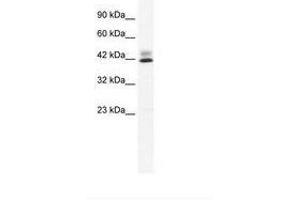 Image no. 2 for anti-Zinc Finger Protein 551 (ZNF551) (AA 169-218) antibody (ABIN203081) (ZNF551 antibody  (AA 169-218))
