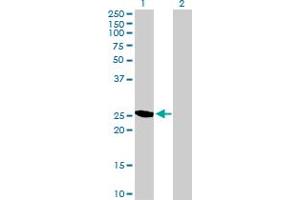 Western Blot analysis of YEATS4 expression in transfected 293T cell line by YEATS4 MaxPab polyclonal antibody. (GAS41 antibody  (AA 1-227))