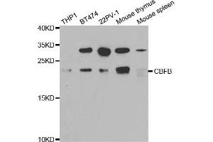 Western Blotting (WB) image for anti-Core-Binding Factor, beta Subunit (CBFB) antibody (ABIN1876493) (CBFB antibody)