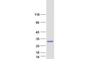Western Blotting (WB) image for Granzyme A (Granzyme 1, Cytotoxic T-Lymphocyte-Associated serine Esterase 3) (GZMA) protein (Myc-DYKDDDDK Tag) (ABIN2722218)