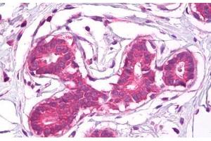 Anti-CD44 antibody IHC staining of human breast. (CD44 antibody)