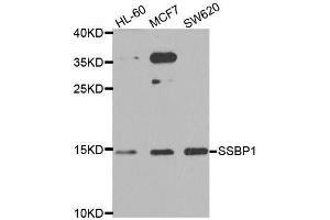 Western blot analysis of extracts of various cell lines, using SSBP1 antibody. (SSBP1 antibody  (AA 1-148))