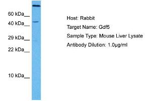 Host: Mouse Target Name: GDF5 Sample Tissue: Mouse Liver Antibody Dilution: 1ug/ml (GDF5 antibody  (C-Term))