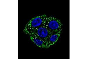 Confocal immunofluorescent analysis of GSTO2 Antibody (Center) (ABIN652022 and ABIN2840502) with HepG2 cell followed by Alexa Fluor 488-conjugated goat anti-rabbit lgG (green). (GSTO2 antibody  (AA 82-110))