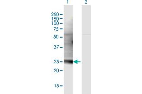 C1QL3 antibody  (AA 1-255)
