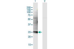 Western Blot analysis of C1QL3 expression in transfected 293T cell line by C1QL3 MaxPab polyclonal antibody. (C1QL3 antibody  (AA 1-255))