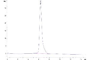 The purity of Human B7-1/CD80 is greater than 95 % as determined by SEC-HPLC. (CD80 Protein (CD80) (AA 35-242) (Fc Tag))