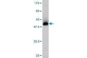 Western Blot detection against Immunogen (51. (BCL2L1 antibody  (AA 1-233))