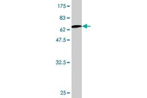 Western Blotting (WB) image for anti-Lactate Dehydrogenase B (LDHB) (AA 1-334) antibody (ABIN561653)