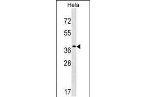 Western blot analysis in Hela cell line lysates (35ug/lane). (VPS37C antibody  (AA 142-169))