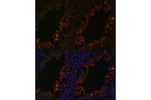 Immunofluorescence analysis of mouse testis using TPD52L3 antibody (ABIN7271078) at dilution of 1:100. (TPD52L3 antibody  (AA 1-132))
