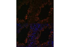 Immunofluorescence analysis of mouse testis using TPD52L3 antibody (ABIN7271078) at dilution of 1:100. (TPD52L3 antibody  (AA 1-132))