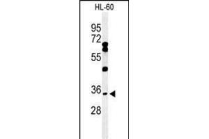 Western blot analysis of BHLHB5 Antibody (Center) (ABIN650975 and ABIN2840018) in HL-60 cell line lysates (35 μg/lane).