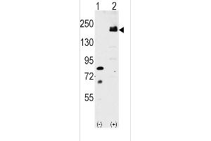 Western blot analysis of LRP6 (arrow) using rabbit polyclonal LRP6 Antibody (C-term ) (ABIN390100 and ABIN2840612). (LRP6 antibody  (C-Term))