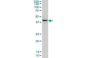 DLX2 monoclonal antibody (M02), clone 4B9 Western Blot analysis of DLX2 expression in NIH/3T3 . (DLX2 antibody  (AA 1-110))