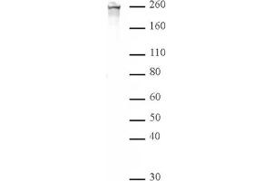 RNA Pol II CTD phospho Ser2 pAb tested by Western blot.