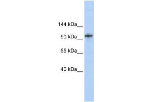WB Suggested Anti-BBX Antibody Titration: 0.