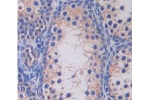 IHC-P analysis of Human Tissue, with DAB staining. (SLC26A8 antibody  (AA 664-970))
