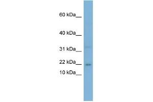WB Suggested Anti-CEBPG Antibody Titration:  0.