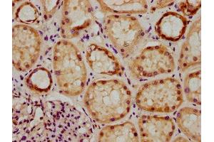 IHC image of ABIN7154372 diluted at 1:300 and staining in paraffin-embedded human kidney tissue performed on a Leica BondTM system. (GRHL1 antibody  (AA 1-95))