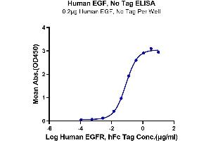 Immobilized Human EGF at 2 μg/mL (100 μL/well) on the plate. (EGF Protein)