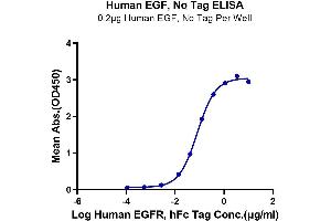 Immobilized Human EGF at 2 μg/mL (100 μL/well) on the plate. (EGF Protein)