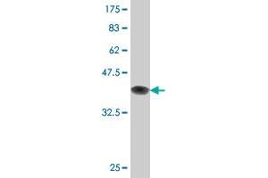 Western Blot detection against Immunogen (36. (DCP1A antibody  (AA 186-285))