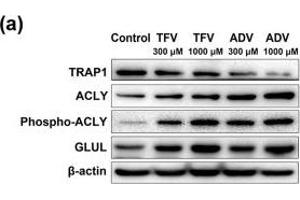 Analysis of glucose and glycogen pathways mediated by TFV and ADV treatment in HK-2 cells. (TRAP1 antibody)