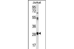 OR11L1 Antibody (C-term) (ABIN656446 and ABIN2845731) western blot analysis in Jurkat cell line lysates (35 μg/lane).