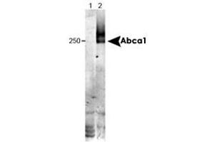Western blot analysis of Abca1 in wild type liver tissue (in RIPA) using Abca1 monoclonal antibody, clone HJ1 . (ABCA1 antibody  (N-Term))